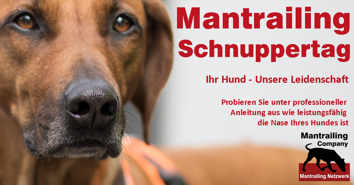 Schnuppertraining Mantrailing (Berg. Gladbach)